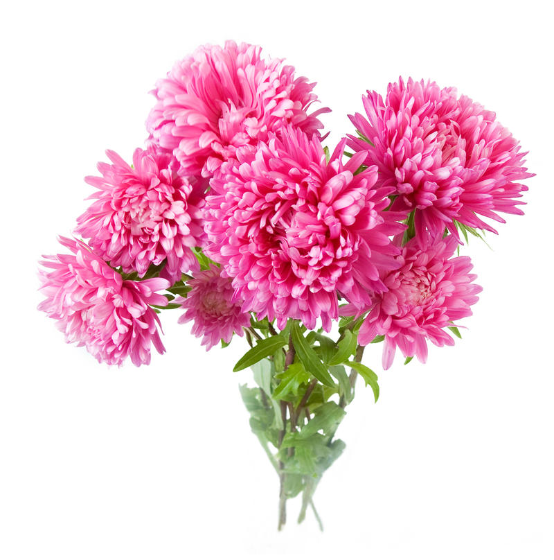 kogda-sazhat-cvety-astry-krokusy-georginy-gladiolusy-1